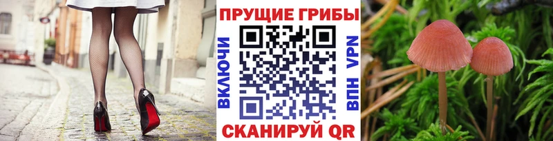 Псилоцибиновые грибы Psilocybine cubensis Пласт